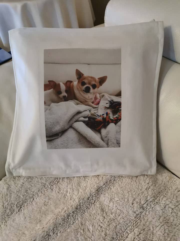kussen chihuahua leuk voor op de bank